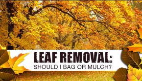 Leaf Removal Bag or Mulch